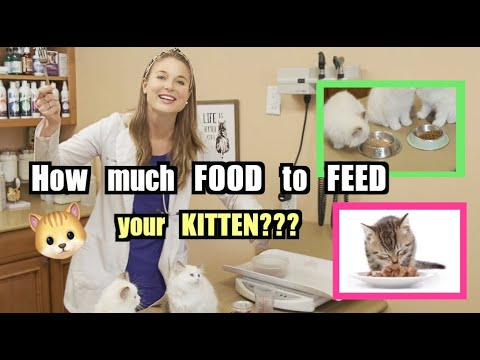 How much food to feed your Kitten? | Veterinary Approved