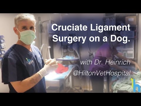 Cruciate Ligament Surgery in Dog. ACL in Dog.