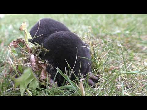 Herken de mol (wat een schitterend dier!) / Look, a European mole (how beautiful!)