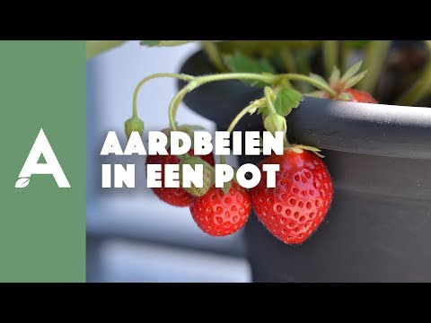 Aardbeien in een pot planten! - Een groener thuis! #54