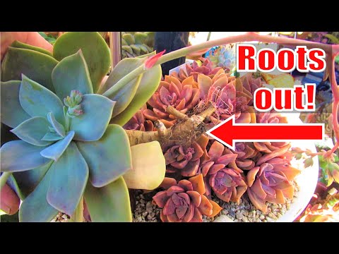 How long can a succulent survive without soil or water?